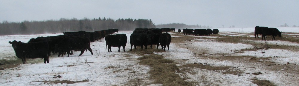 Figure 3 winter grazing.jpg